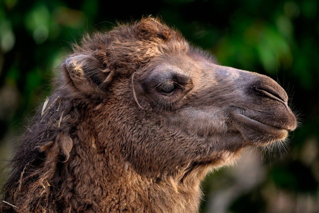 bactrian camel, camel, animal